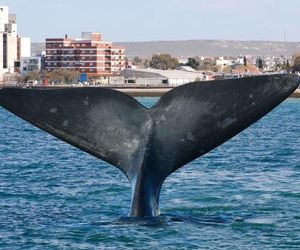 Abanico Puerto Madryn Argentina