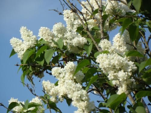 صورة الفندق 24