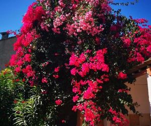 Villa bella fiora Bastia France