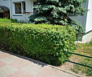 APARTAMENT POD ŚWIERKIEM Torun Poland