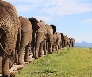 Knysna Elephant Park Lodge Harkerville South Africa