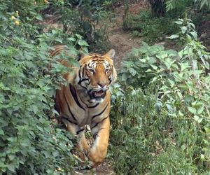 Tiger Tops Tharu Lodge Chilha Nepal