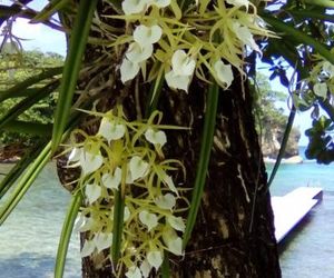 Wilks Bay Port Antonio Jamaica