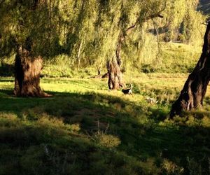 Old Mill Drift Guest Farm Letselaskraal South Africa