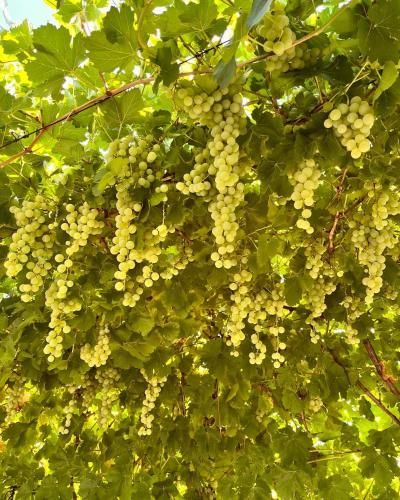 صورة الفندق 18