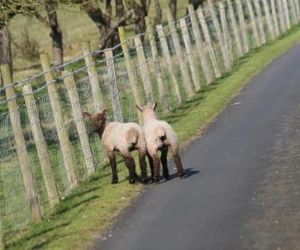 Ingon Bank Farm Bed And Breakfast Stratford-Upon-Avon United Kingdom