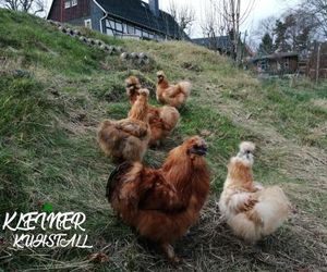 Ferienwohnungen Kleiner Kuhstall Gohrisch Germany