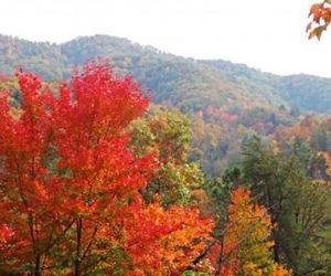 Treetops Cove Creek Cascades United States