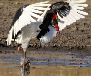 Bateleurs Nest Lodge Thornybush Game Reserve South Africa