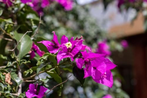 صورة الفندق 5