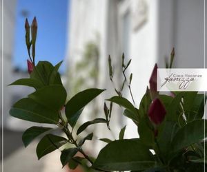 Rebecca Stone House Alberobello Italy