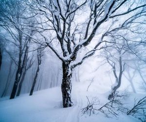 The Joint Hakuba Japan