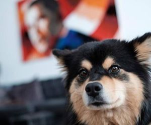 Fluffy Dog in Central Luxury Apartment Stockholm Sweden