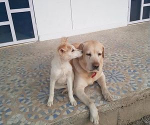 A Dogs Story, Jaipur Dhand India