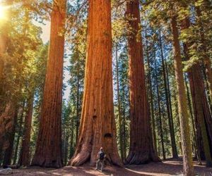 The Sequoia Hut! Three Rivers United States