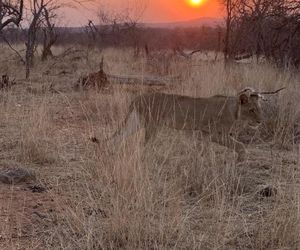 Modjadji Estate Lodge Phalaborwa South Africa