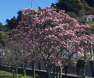 Top of the Town Picton New Zealand