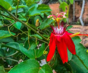 Traditional House, Balcony, Garden View Mangsit Indonesia