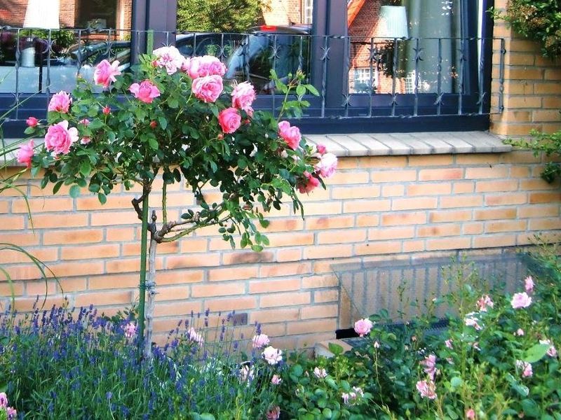 صورة الفندق 11