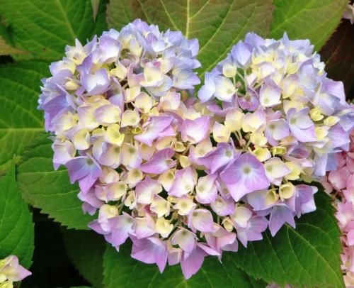 صورة الفندق 16
