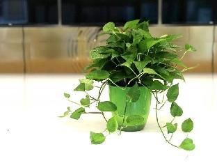 صورة الفندق 9