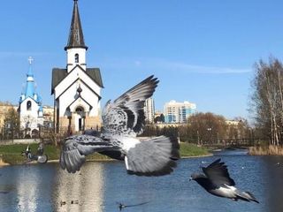 Апартаменты с панорамным видом