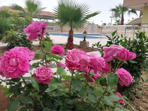 صورة الفندق 11