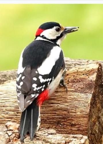 صورة الفندق 5