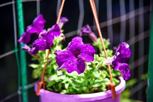 صورة الفندق 1