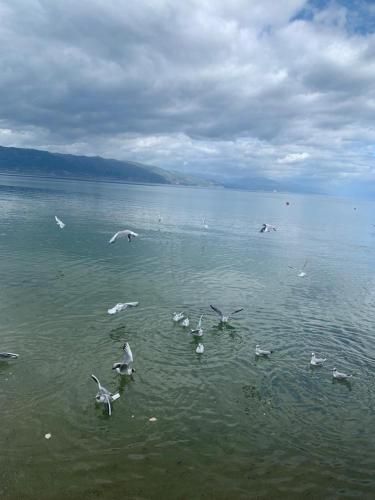 صورة الفندق 8