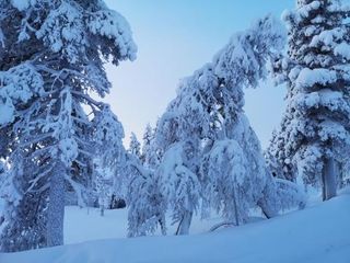 Hotel pic Arctic Log Cabins