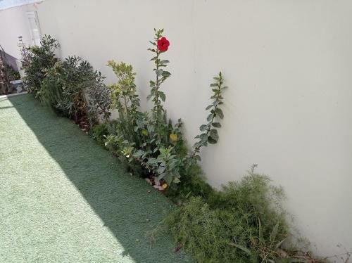 صورة الفندق 21