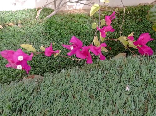 صورة الفندق 23