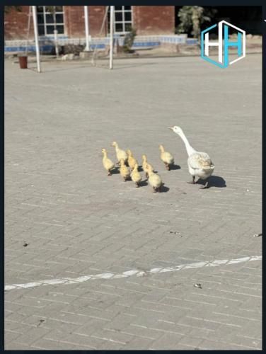 صورة الفندق 7
