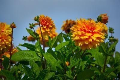 صورة الفندق 21