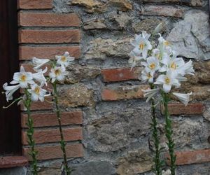 Agriturismo le Biricoccole Rosignano Marittimo Italy