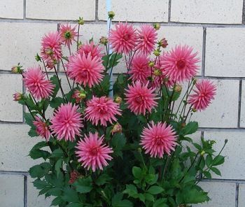 صورة الفندق 16