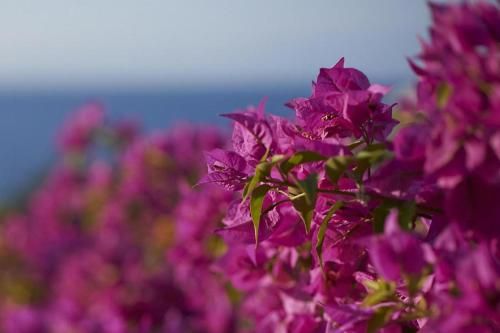 صورة الفندق 21