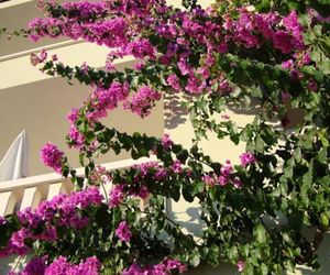 Apartments Villa Čizmić Baska Voda Croatia