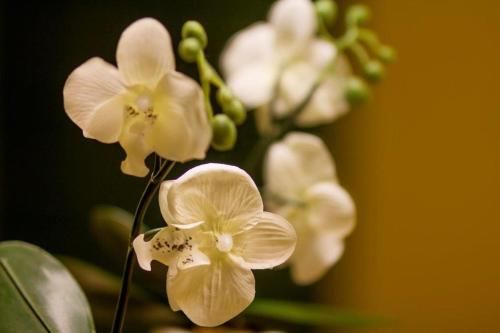 صورة الفندق 20