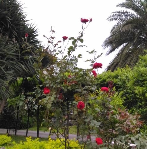 صورة الفندق 21