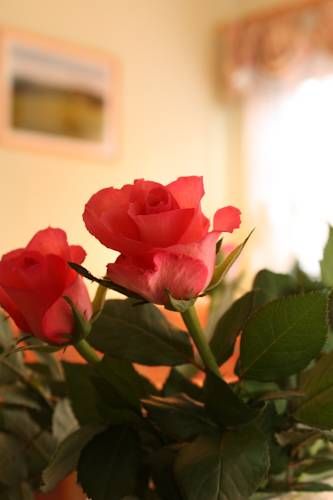 صورة الفندق 16