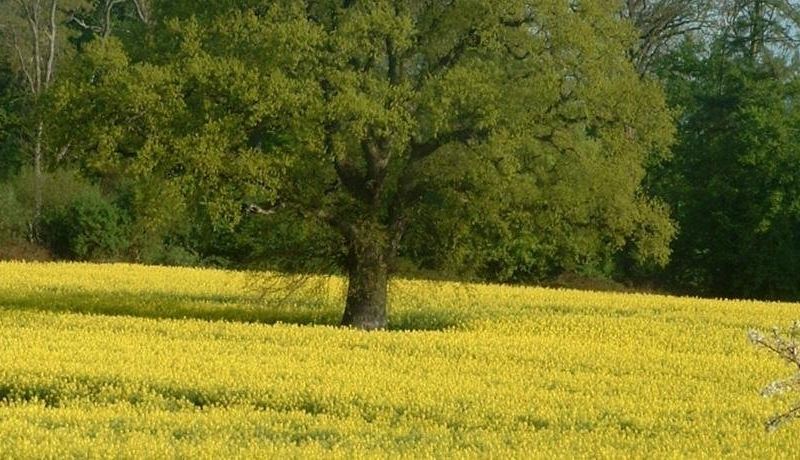 صورة الفندق 18