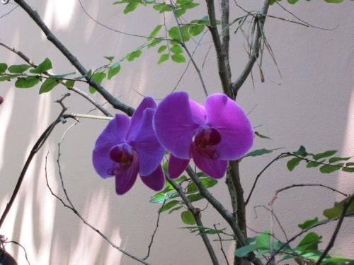 صورة الفندق 17