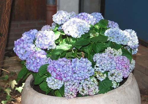 صورة الفندق 18
