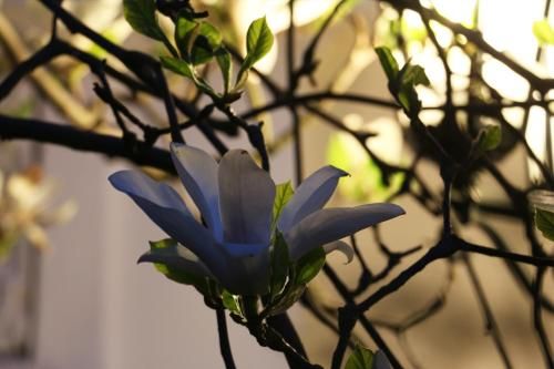 صورة الفندق 21