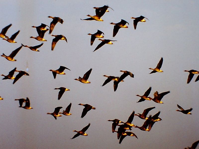 صورة الفندق 8