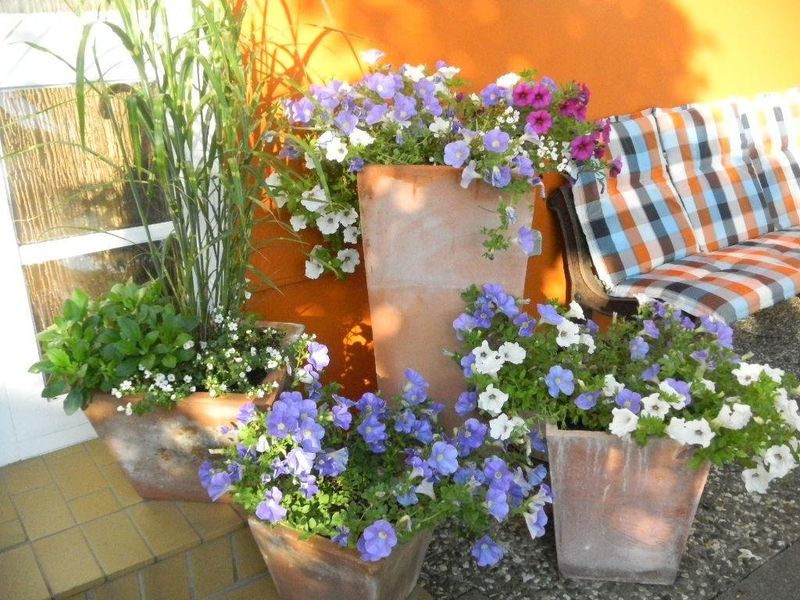 صورة الفندق 16