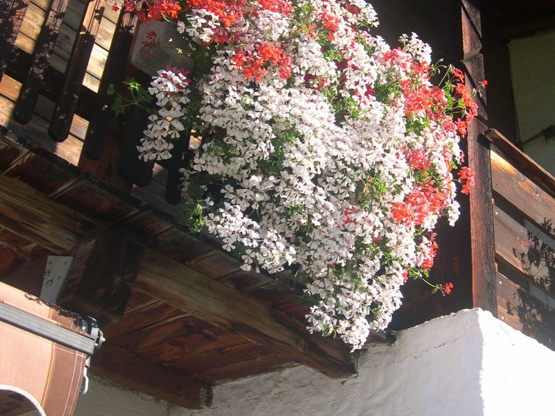 صورة الفندق 17