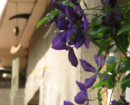 صورة الفندق 8